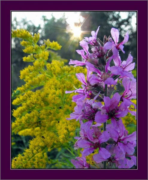 Colorful Weeds