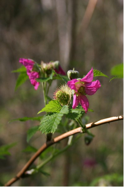 Salmon Berry Blossom