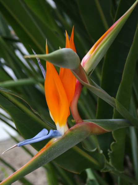 Bird of Paradise