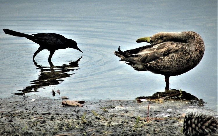 Grackle Drinks While Mallard Sleeps