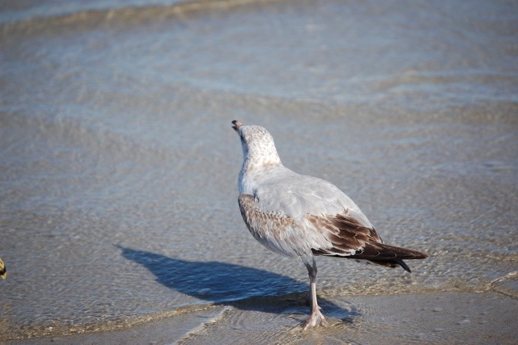 A Gull looks up