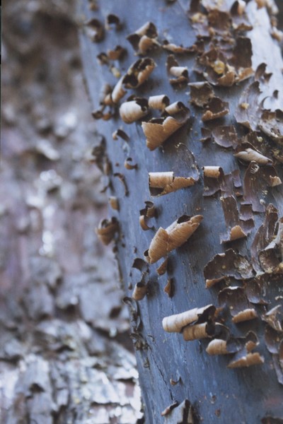 Interesting Nature