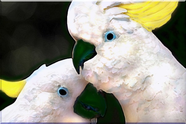 MAD JACK'S COCKATOO