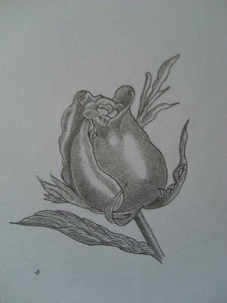 Black Rosebud