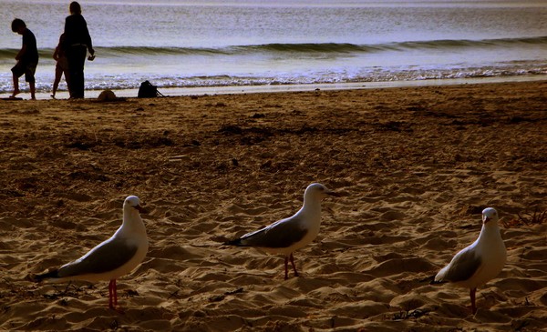 3 birds