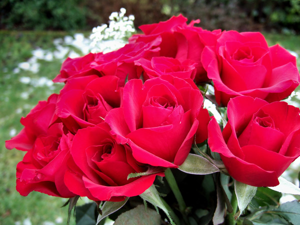 roses for valentines  day