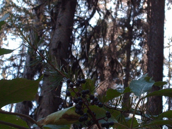 elder berries