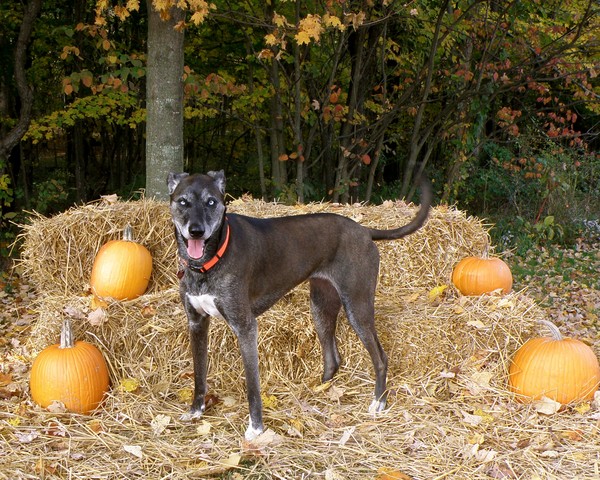 Pretty in Autumn