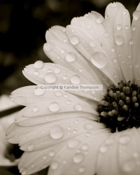 Calendula in Evening Rain