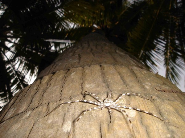 Incy vincy spider!!!