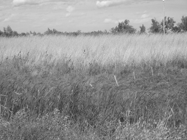 field