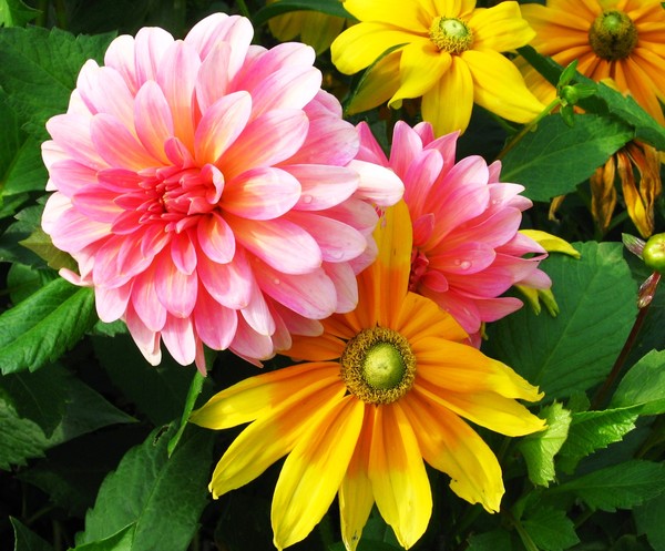 Flowers on Mackinac Island