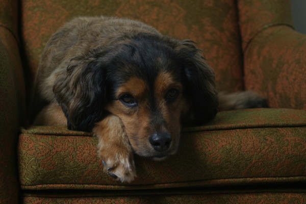Cinnamon