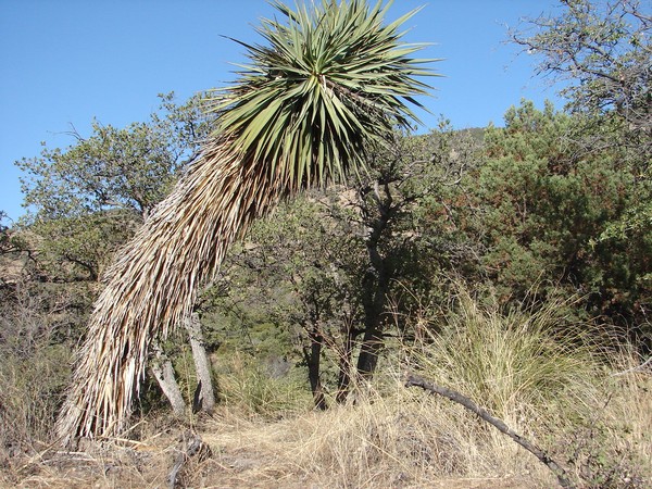 Joshua Tree