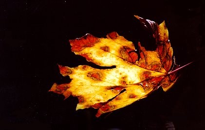 Fall Spectacle