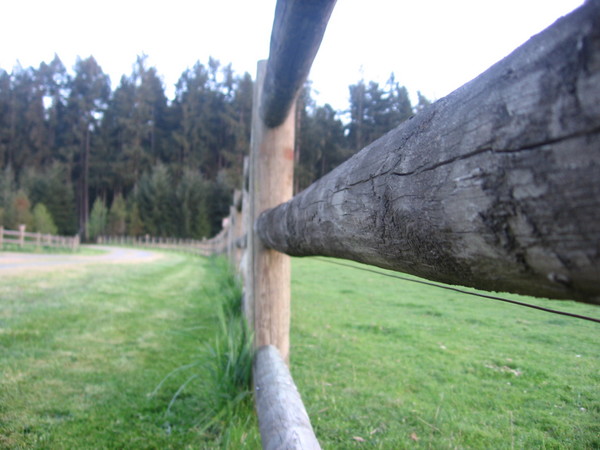 The Fence