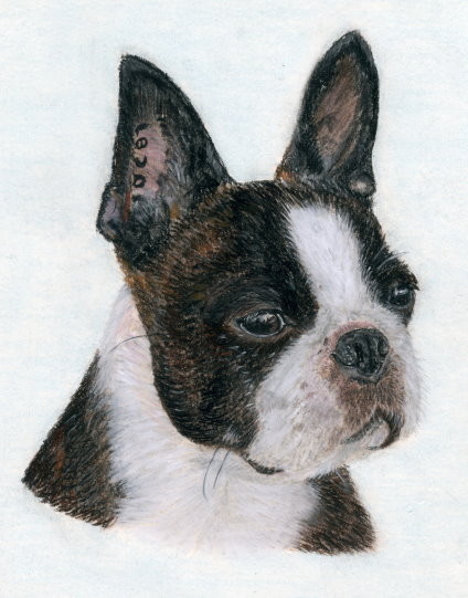 Boston Terrier