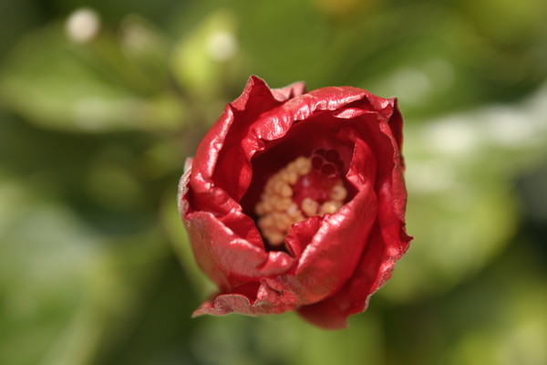 Red flower