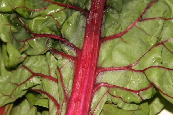 Organic Life