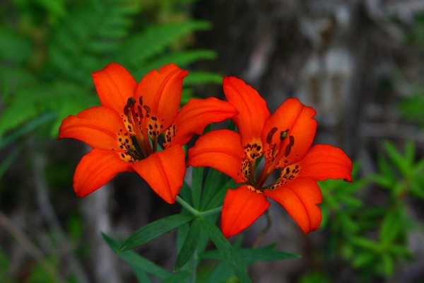Wood Lily