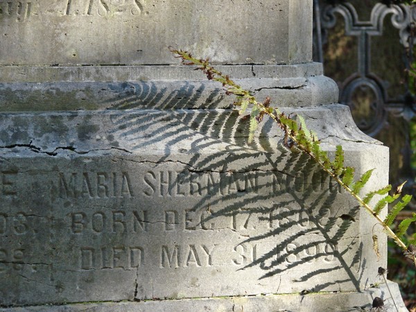 Fern's Shadow