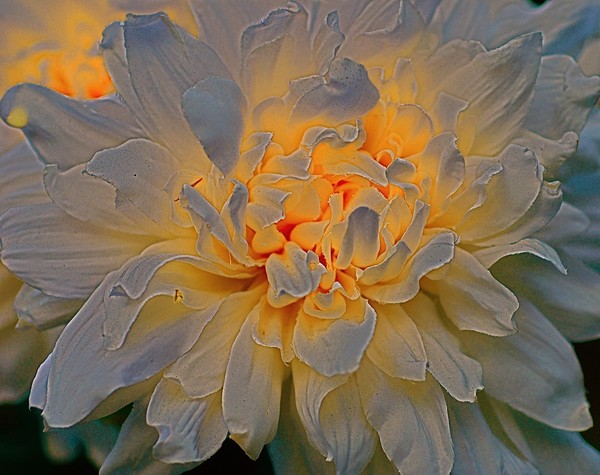 Magical Bloom