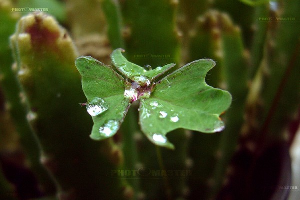 water drops 2