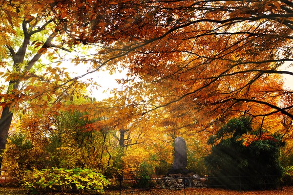 Autumn sun