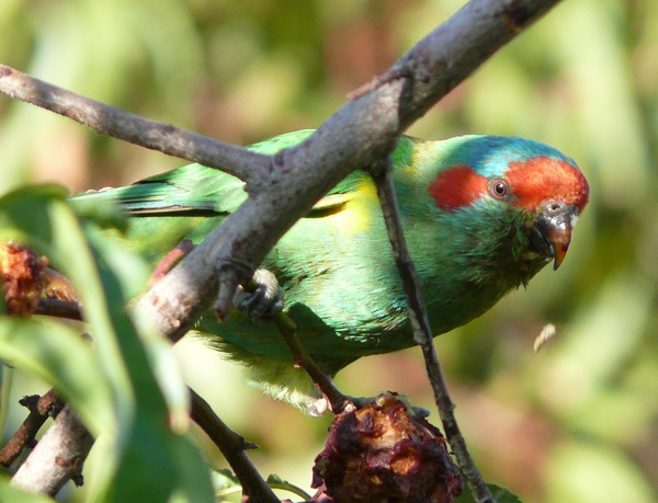Musk Lorikeet