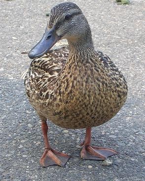 ducky