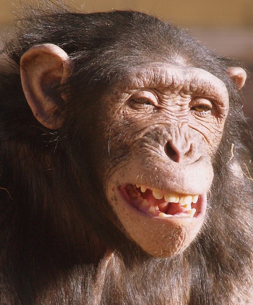 Chimp