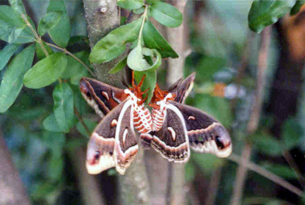 Lunar Moth 3