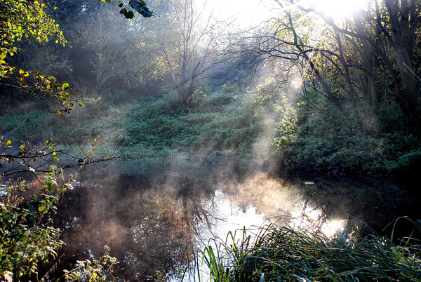 Early Morning Stream