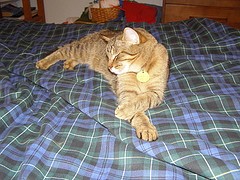 Tartan Cat