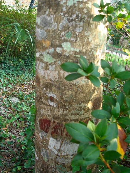 tree bark
