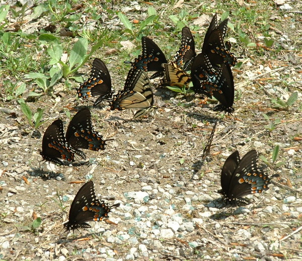 Flock of Flutterbys
