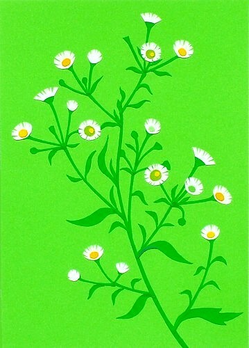 Daisy Fleabane