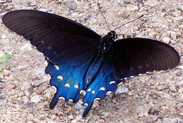 butterfly