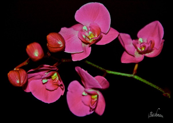 Floating beauty...