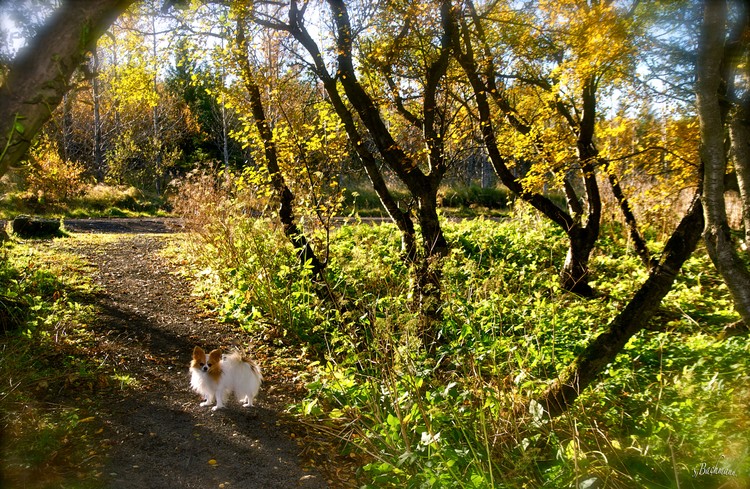  Autumn stroll with Oliver !