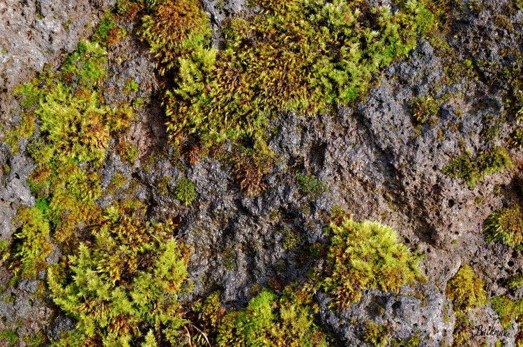  Moss on stone !