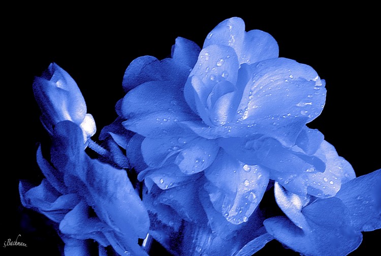  Blue Blues ....