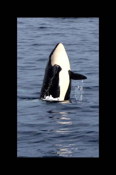 Whale in San Juan