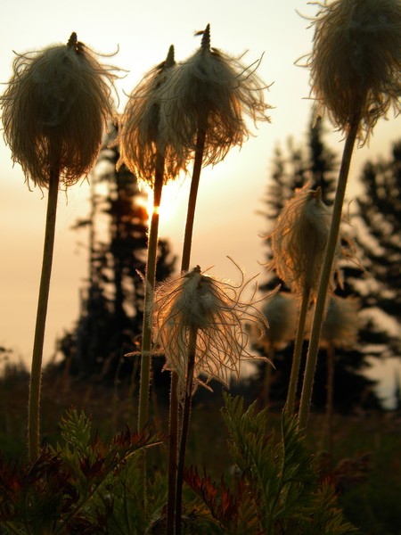 Beargrass