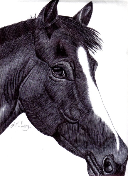 Mr Ed