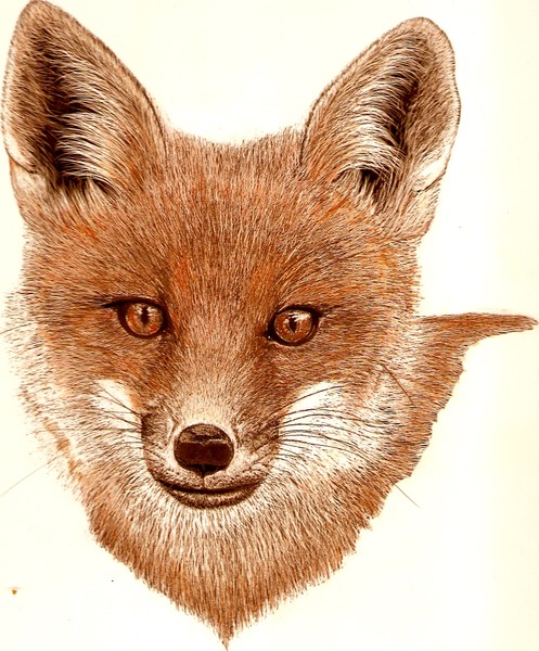 american fox head