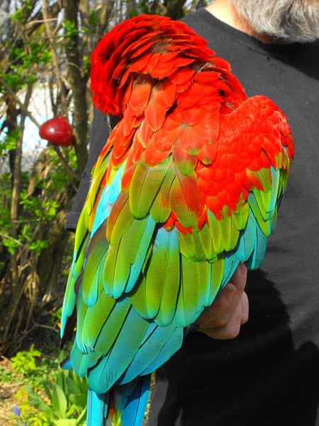 macaw of another colour