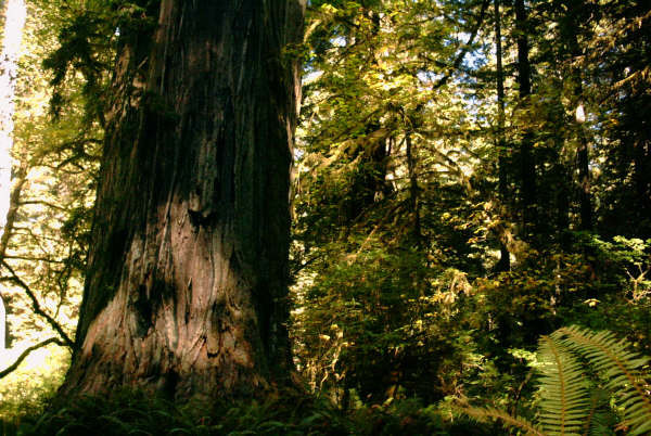 redwood forest