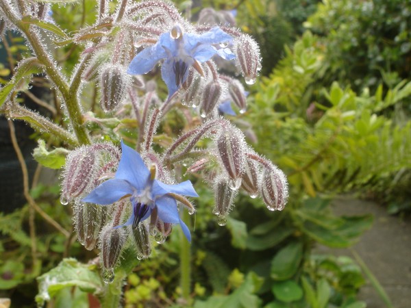 Borage raindrops
