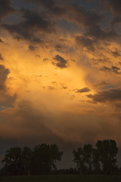 Cottonwood and Gold
